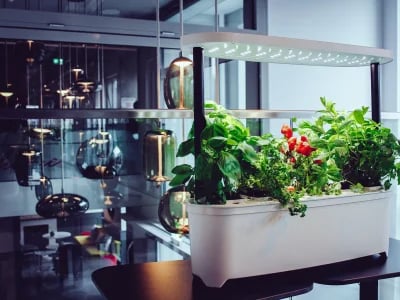 Nachhaltiger Indoor-Garten: Schritt-für-Schritt-Anleitung