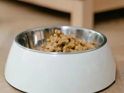 Ollie Dog Food Complaints: Pros and Cons