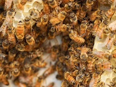 Gesundheit aus dem Bienenstock: Die vielfältigen Anwendungen von Bienenprodukten in der Medizin