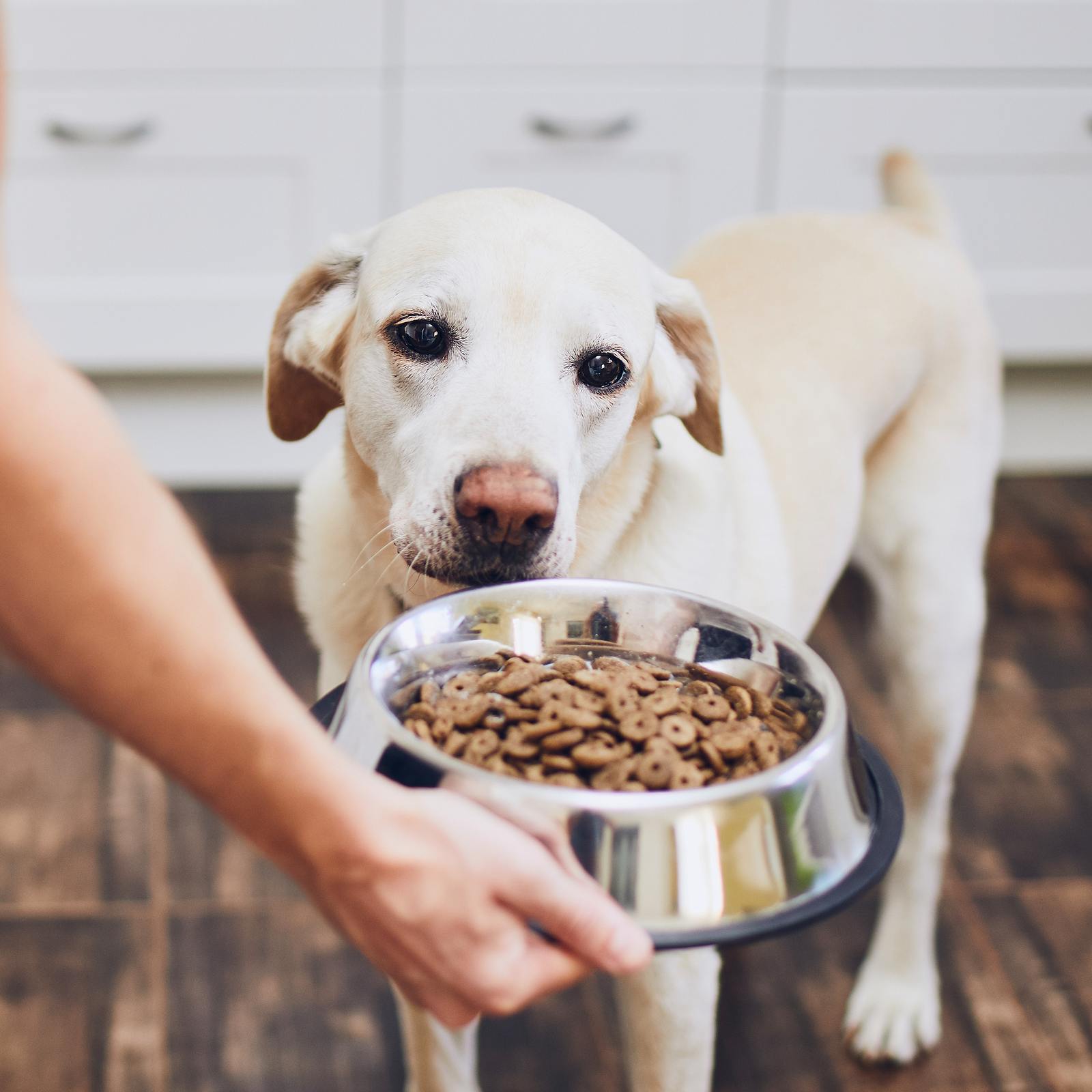 Vegetarisches Hundefutter: 10 Ideen für fleischlose Mahlzeiten
