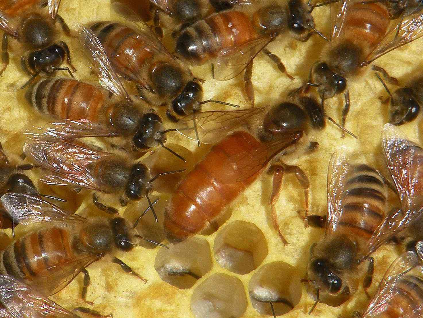 Gesundheit aus dem Bienenstock: Die vielfältigen Anwendungen von Bienenprodukten in der Medizin