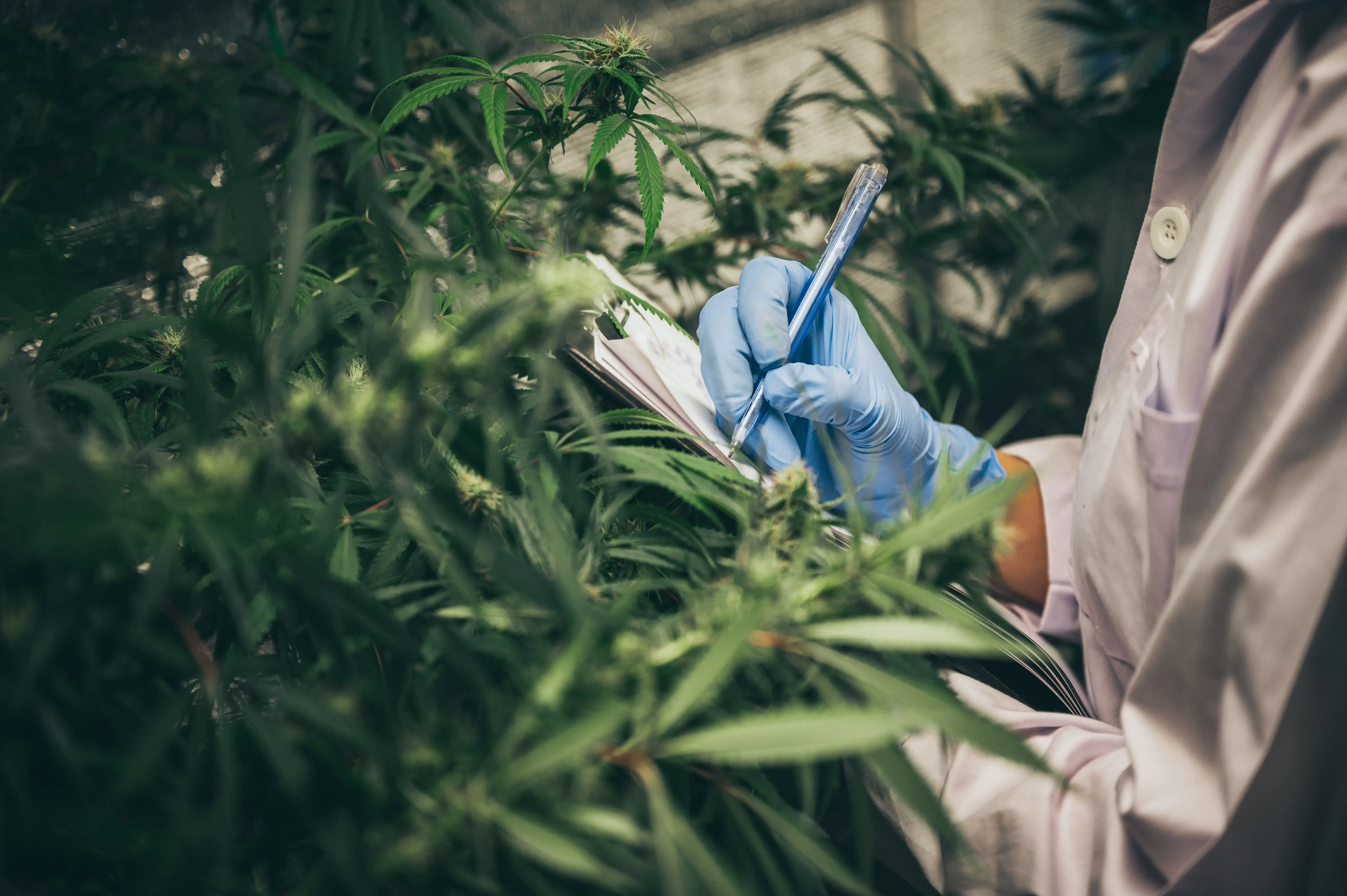 Cannabis in Deutschland? Hol Dir die besten THCA-Produkte!