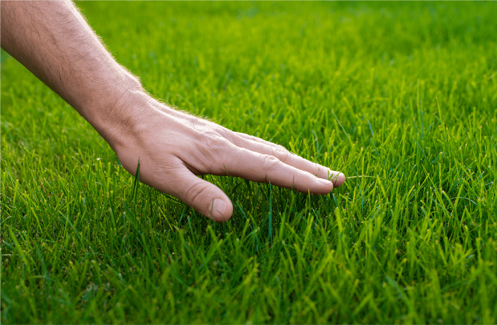 Einfach grün: Alles über Fertigrasen und wie er Ihren Garten verwandelt