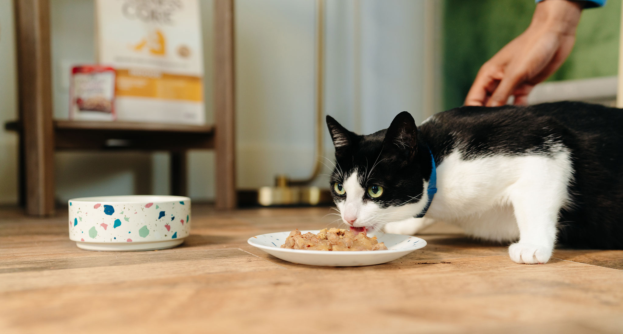 Gourmet-Katzenfutter: Eine kulinarische Reise mit Catfood