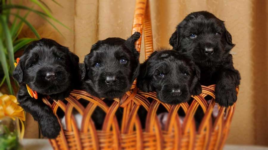 Auswahl Ihres Schwarzen Russischen Terriers: Wichtige Tipps zur Auswahl eines gesunden Welpen