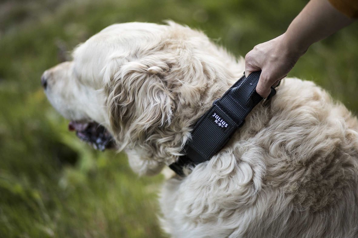 Hundehalsband mit Griff: Tipps zur Auswahl der richtigen Größe