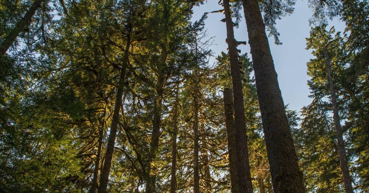Warum Immergrüne Bäume die perfekte Wahl für ganzjährige Schönheit im Garten sind