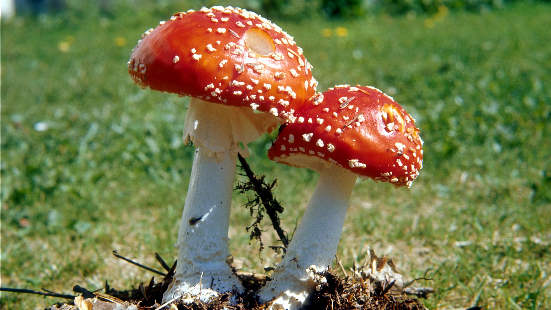 Erlebe die Faszination der Pilzzucht mit unserem Pilze Selber Züchten Set: Einfach und effizient Pilze zuhause anbauen