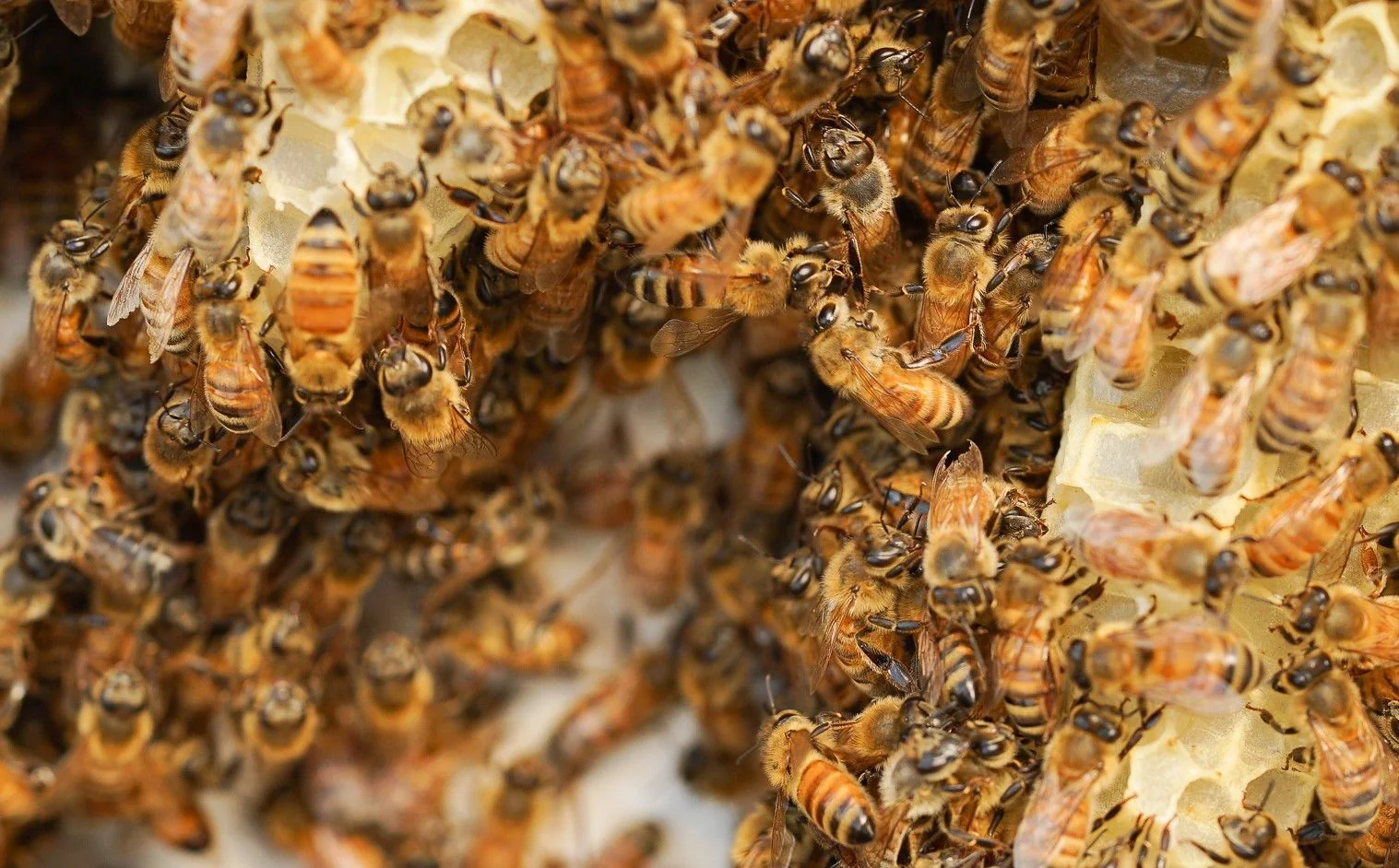 Gesundheit aus dem Bienenstock: Die vielfältigen Anwendungen von Bienenprodukten in der Medizin